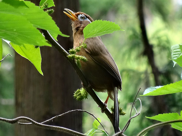 Hướng dẫn chữa chim Họa Mi bị đi ỉa bằng lá cây tại nhà l Hiệu quả bất ngờ  - YouTube