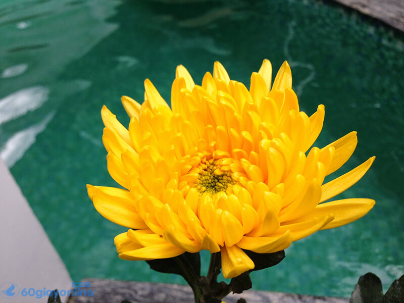 Khi nói tới hoa tươi trong tang lễ thì hoa cúc vàng là loại hoa đầu tiên được moị người nghĩ tới nhiều nhất.