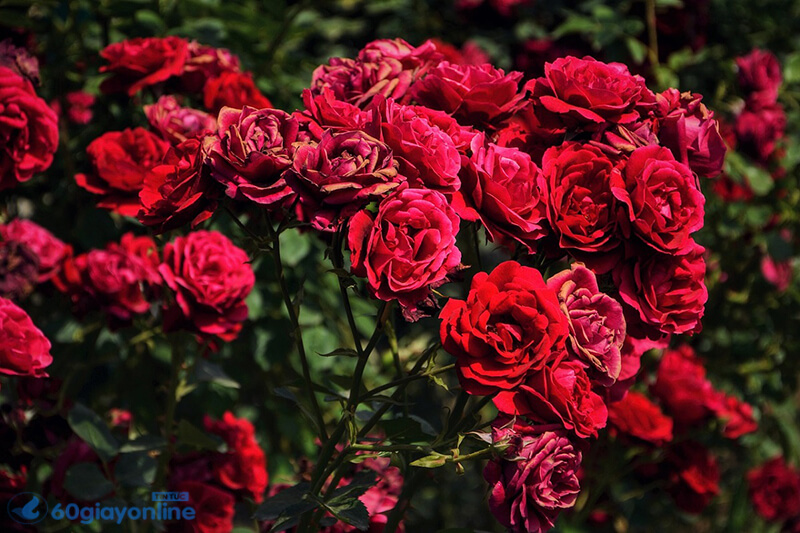 Hoa hồng, một loại hoa không chỉ đại diện cho tình yêu mà còn là đại diện cho những nổi buồn chia ly.